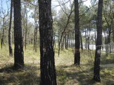 Pinus-pityusa_Джанхот_массив